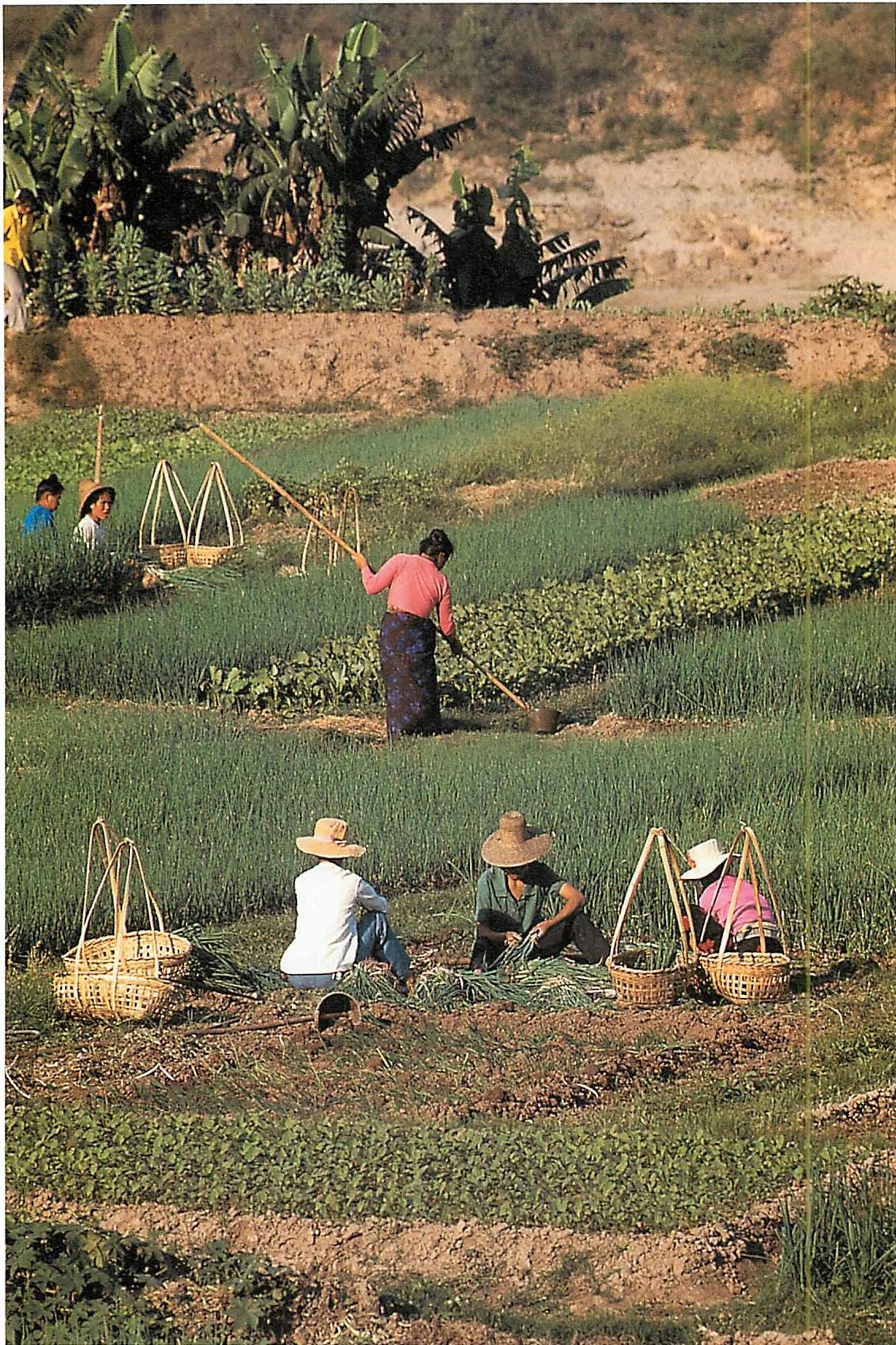 Vegetable plots: This picture shows a remarkable living order, generated naturally by the process of people working on the land, Yunnan, China, 1994