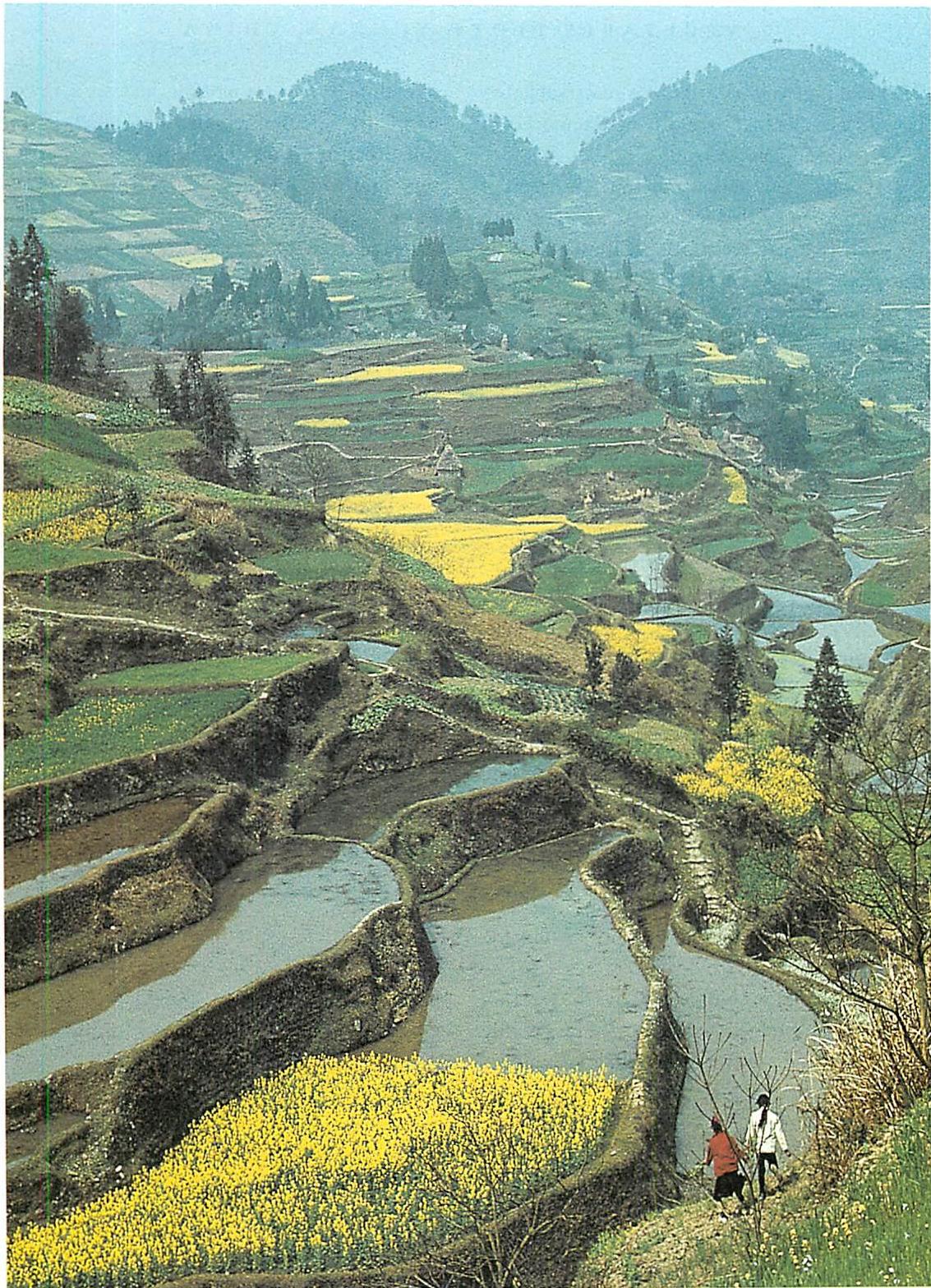 Terraced landscape, Guizhou province, China, 1992