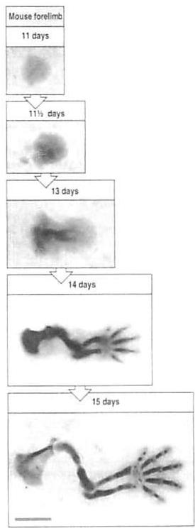 Differentiation in a growing embryo. The unfolding foot of a mouse between the 11th and the 15th day.