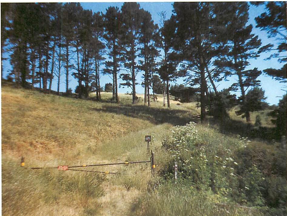 A completed meadow in the Berkeley Hills