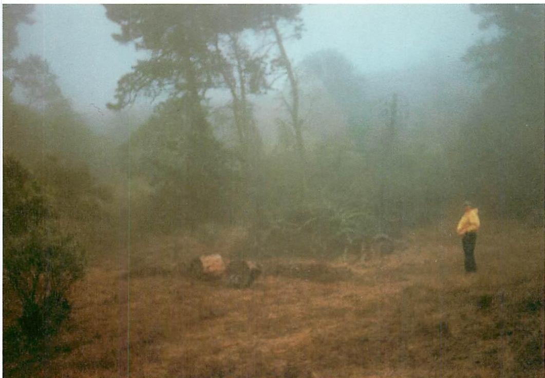 Studying a landscape in the mist, deciding what minimal actions will do the most to give it life. The person in the yellow windbreaker is looking for the latent centers in the landscape, trying to identify the centers that should be encouraged, enhanced, and strengthened, and trying, at the same time, to decide what to cut away.