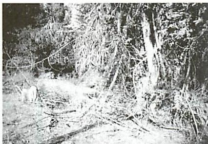 Typical state of the landscape, before the center-making process begins: eucalyptus brush