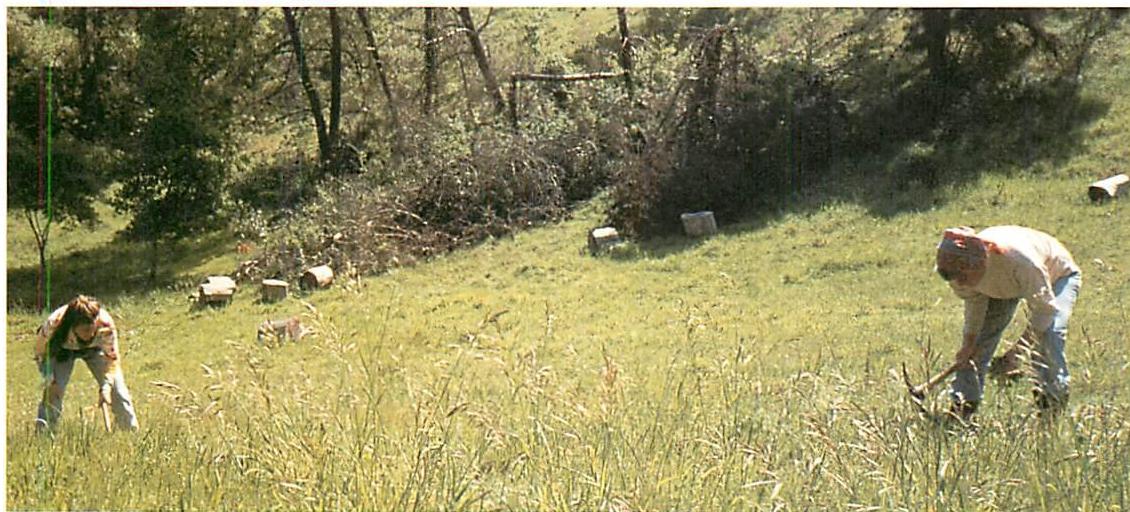 Women cutting thistle in Tilden Park meadow, 1996, starting to do the actual cutting and removing of brush, to make the centers, boundaries, and positive spaces come to life in the landscape.