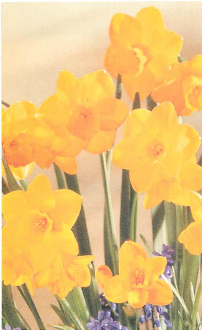 Daffodils
