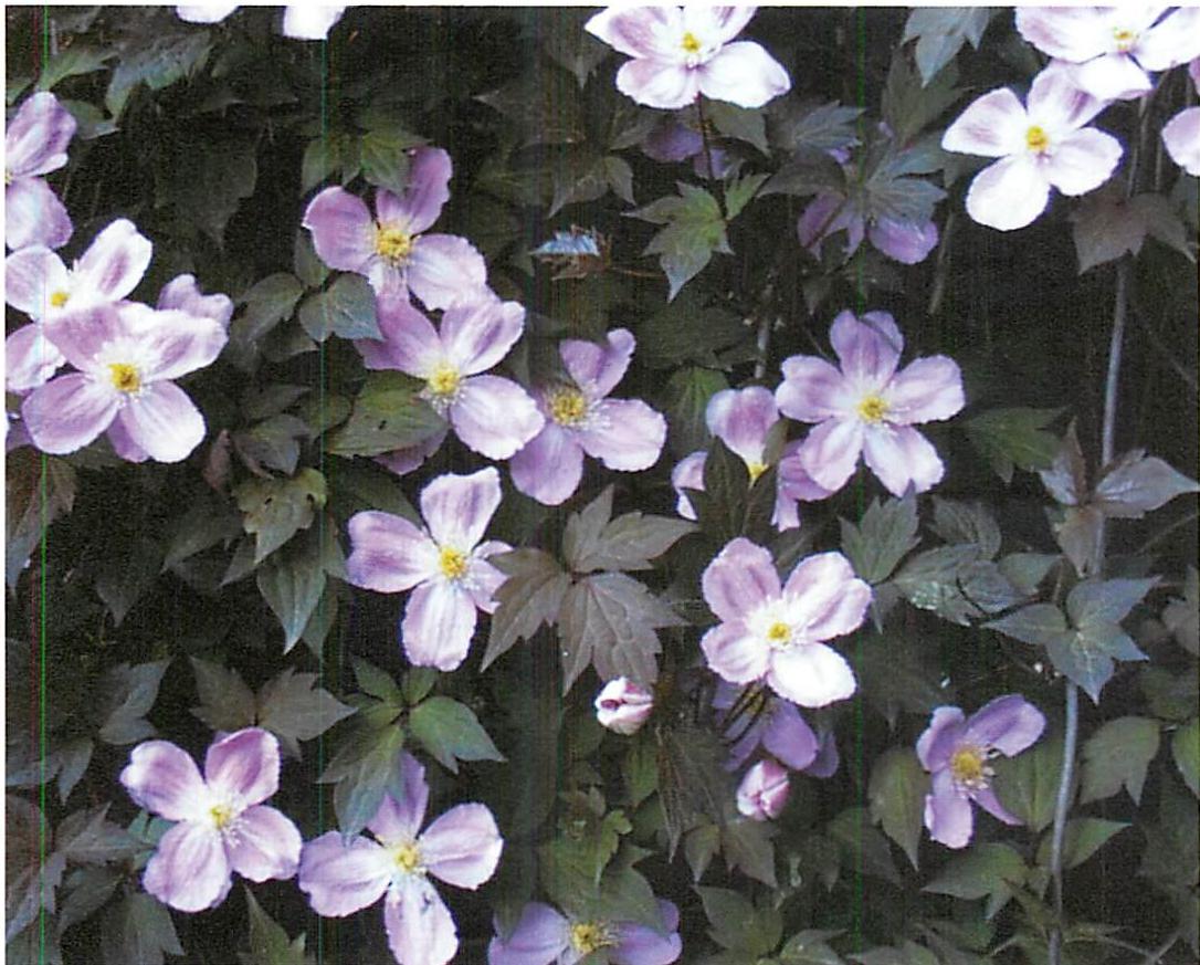 Clematis growing on a wall of my farm. Here, there is true uniqueness in the repetition.