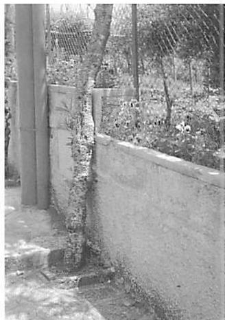 Ravello: Flowerbed growing in the top of a wall. The flowers are at eye-height for a passer-by.
