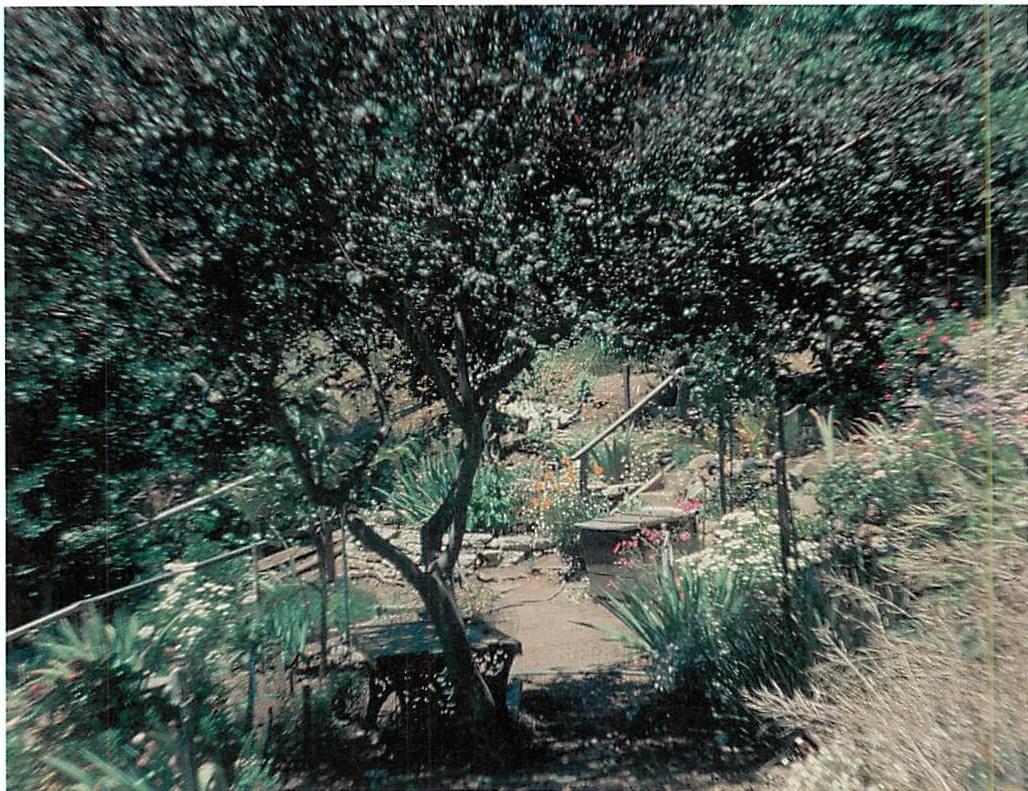 The beautiful little plum tree