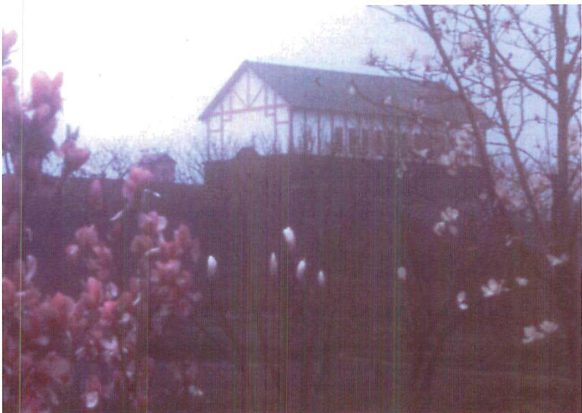 Spring 1985, twilight. The judo ball when tulip trees and cherry blossoms first came into flower.
