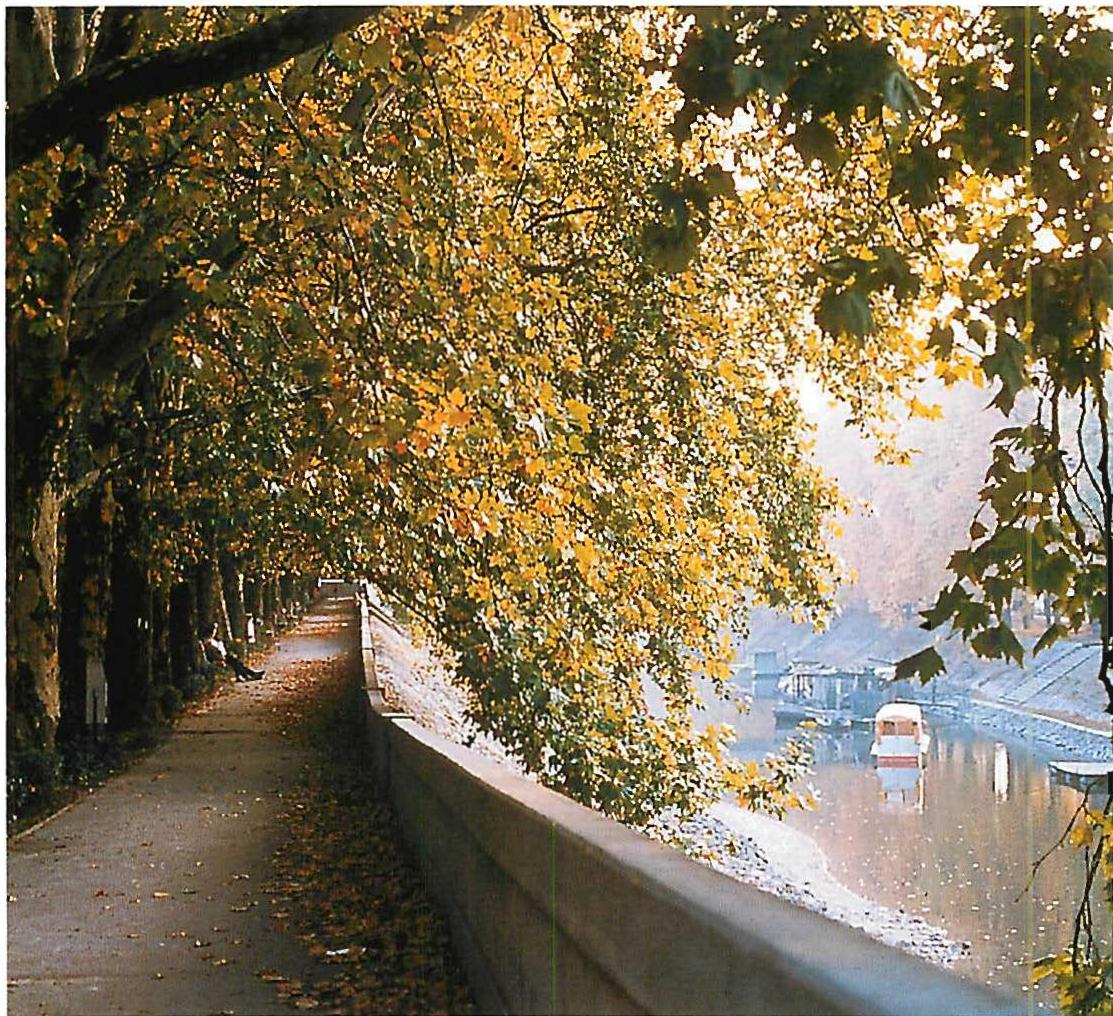 The edge of the Danube canal, built in concrete, c. 1960; the trees planted about 1920.