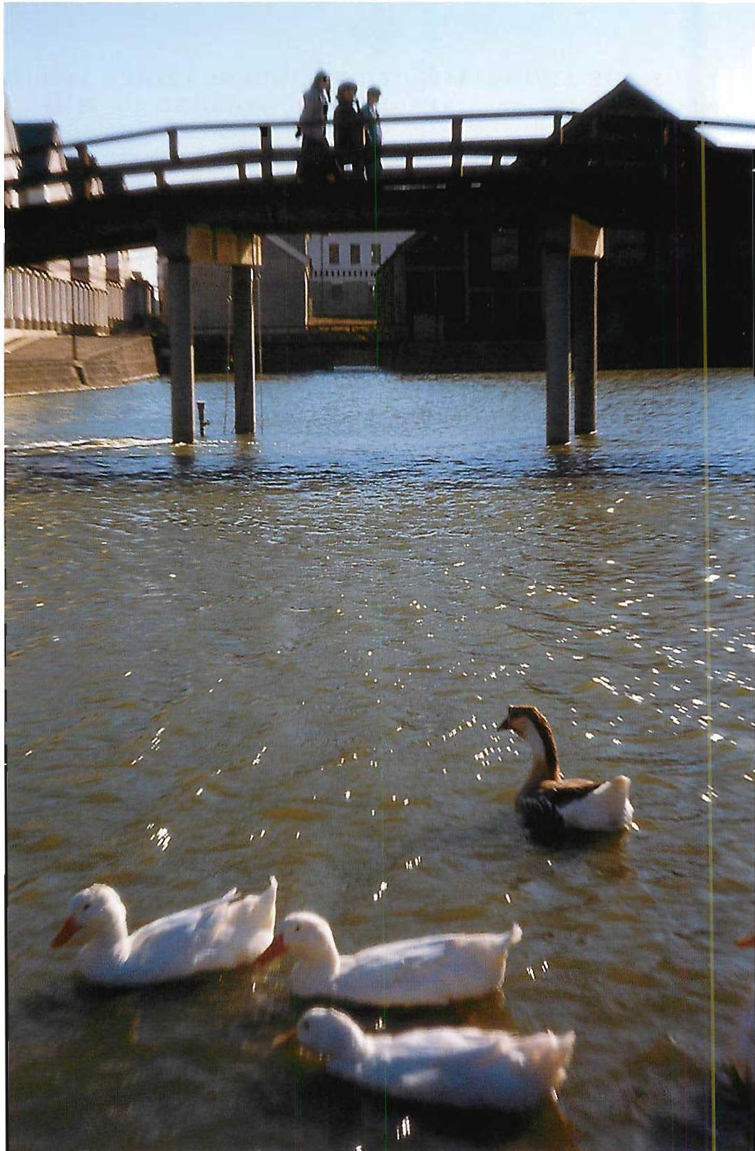 The lake and bridge at Eishin Campus. Ducks brought to the lake by teachers and staff of the school. Christopher Alexander, Hujo Neis and others, 1985.