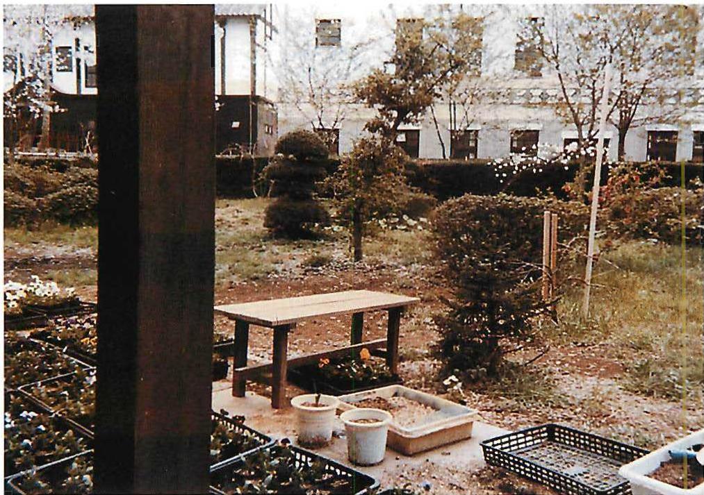 Mr. Murakoshi's back garden on the Eishin campus: pots, seedlings, columns, bushes, the harmony of everyday life.