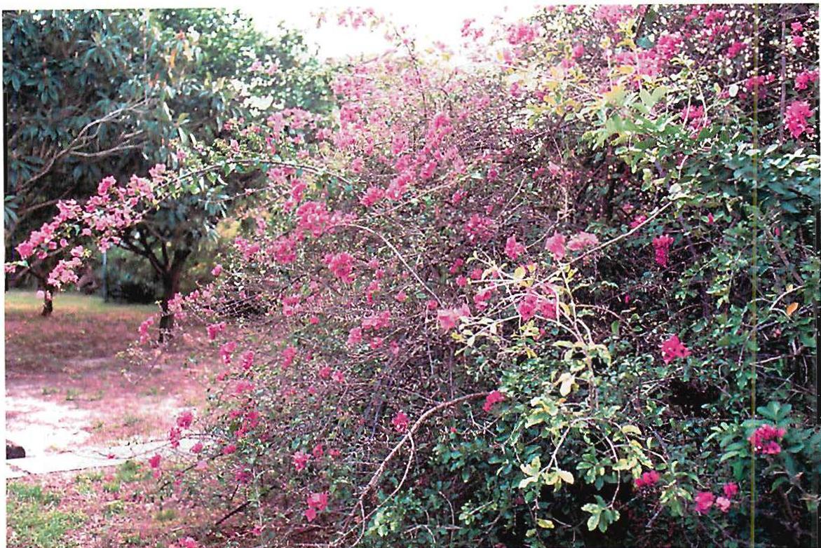In the slums of Fort Lauderdale, Bougainvillea bush in the Progresso neighborhood of Fort Lauderdale: an ordinary bush, in a near-slum neighborhood, yet lovely, and inspiring for houses for blocks around.