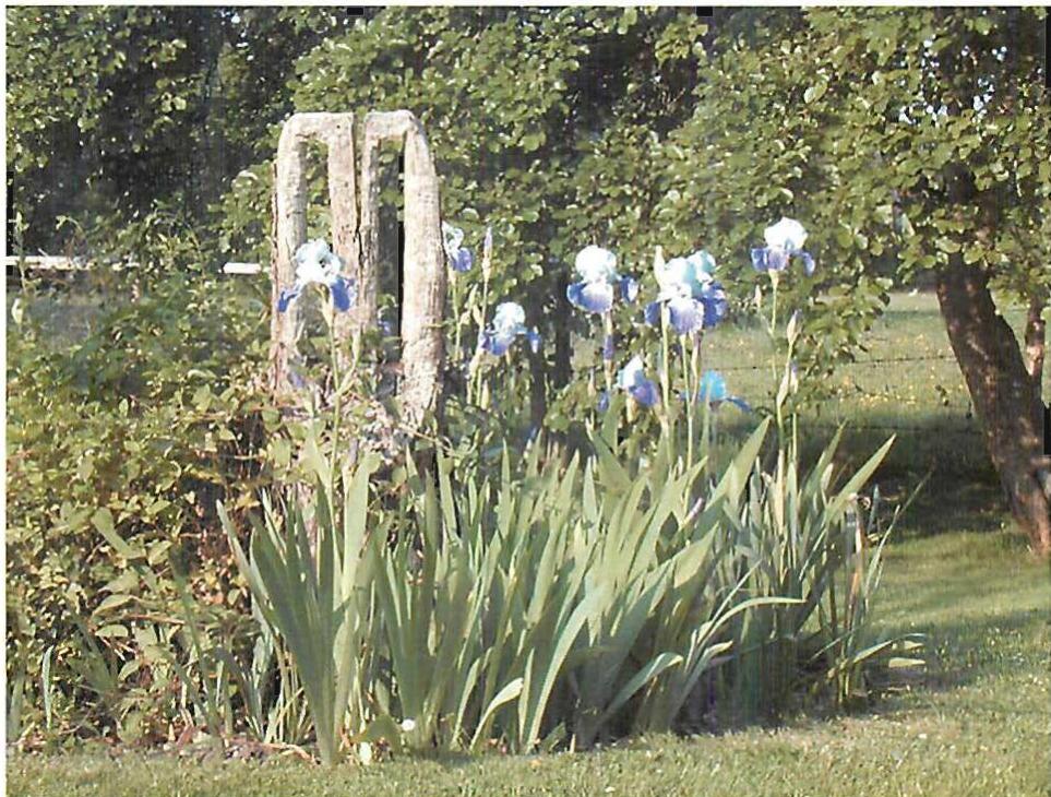 A favorite seat, an old tree stump carved to make a chair. Later, irites were planted around it. My garden at Meadow Lodge in England.