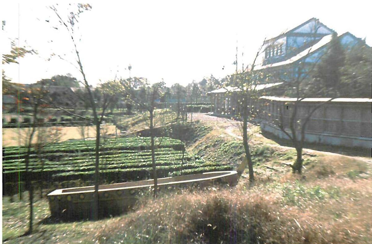The landscape we built and tended for the Eishin campus, including the ten bushes we found there and kept, and four years of growth. Christopher Alexander, Hisae Hosoi and Hajo Neix, 1989.
