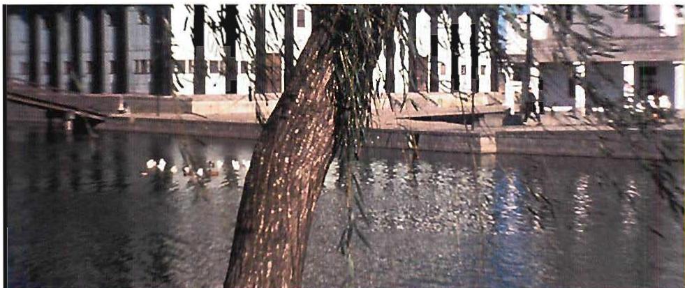 Water and trees: the lake we built for teachers, where they could walk and dream, as they had asked of us.