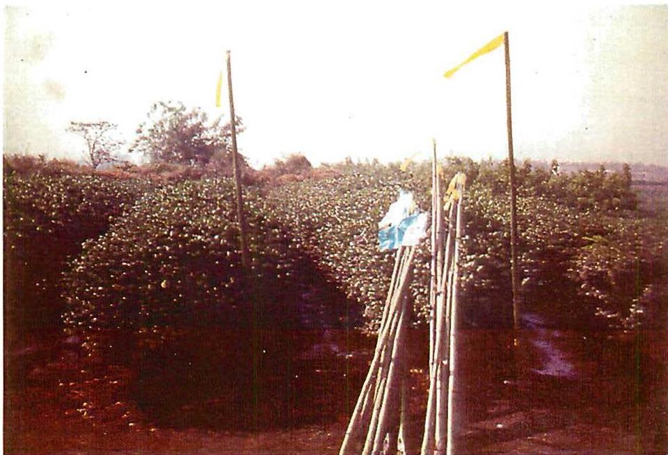 Flags in the fields of the site.