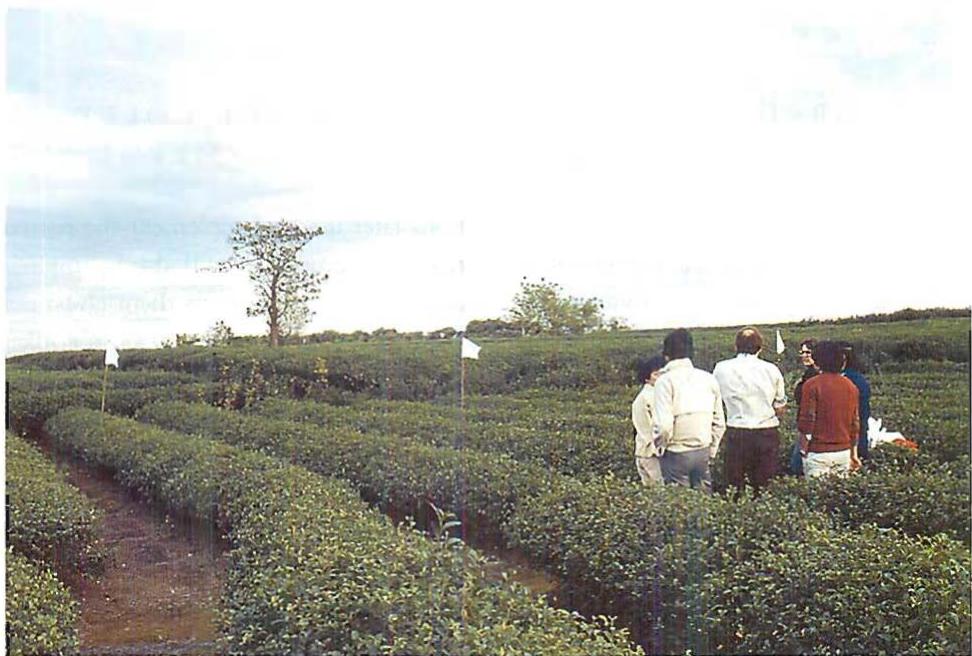 Placing flags in the fields of the site where the Eishin campus was later built. This was the method used to make the plan from the pattern language.