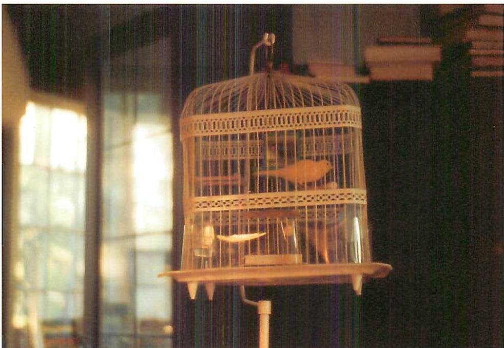 My canary in a cage. The quiet song of this bird, who sometimes used to warble a Mozart aria, was lovely: the cage, on its thin and flexible stem, moved when the canary hopped about, just like the flexible motion of twigs in a tree. I know that capturing this bird and living with him, will seem brutish to some, and definitely not politically correct. But, the truth of the matter was that this little bird brought to our house a breath of life, and joy, and tranquility, which was hard to equal. This tiny yellow creature, in its simple tree-like cage, illuminated the spot shown in this room, making the darkness around it solid and thoughtful with an immense, illuminated peacefulness. Berkeley, California, 1990
