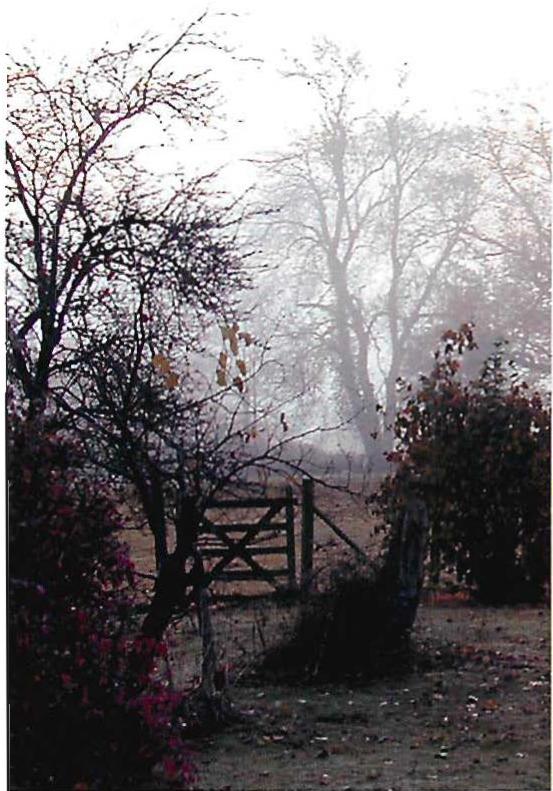 Left: A gate in the meadow fence. Even though it is the simplest and most utilitarian gate, it is—also—a lovely ornament that ornaments the fence, the tree, the meadow. Right: A model showing houses, trees, paths, walls, gardens, we laid out as part of a new town in an old pear orchard. New Ryde on the Sacramento River, 1992. In both cases, the functional beauty of the place, its capacity to have life, is due to the simultaneous presence of its
