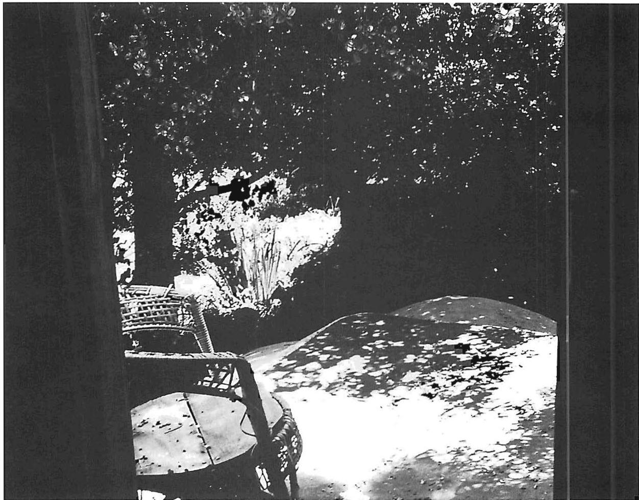 On the roof of the Etna Street cottage. A very low-budget structure, where the chair and terrace under the trees were peaceful and pleasant, 1973.