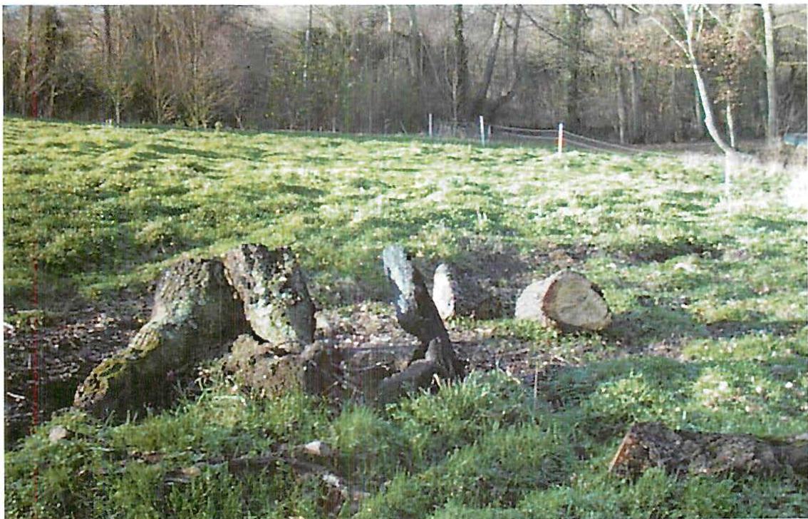 The stump of our 300-year-old oak, which finally blew over in the winter of 1996, after being weakened ten years earlier by the great hurricane of 1987