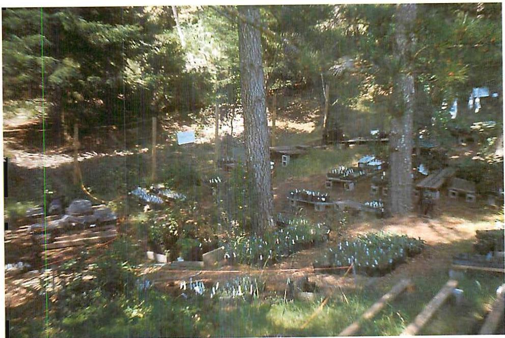Charli Danielsen's Zen nursery in Tilden Park, Berkeley