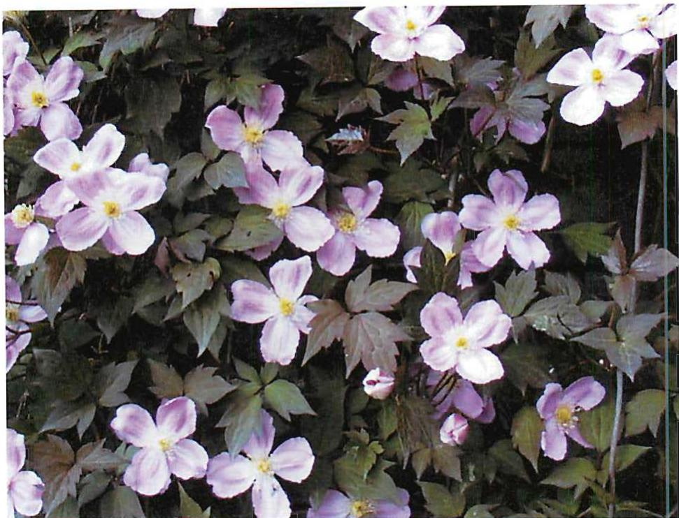 Clematis, growing on the stable wall
