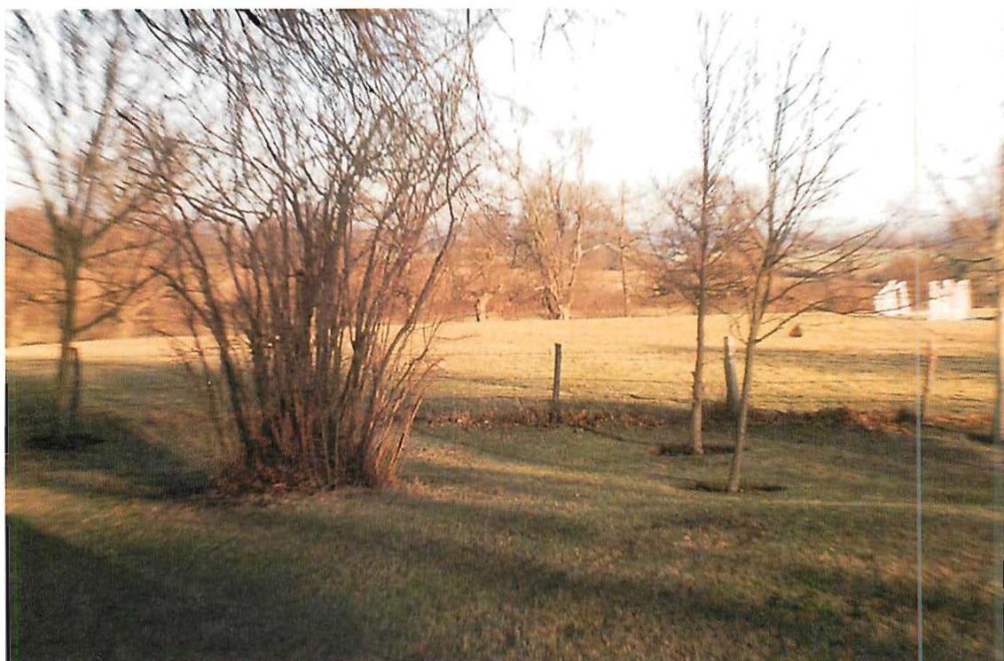 Even in this meadow, and its saplings, we feel each stem, each leaf, each rib, and each vein, as pictures of our self. We are related, fundamentally, to each one of them.