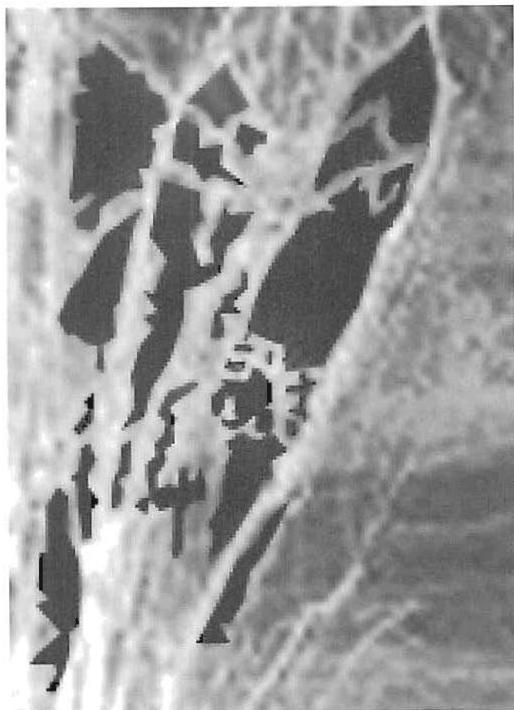 A blow-up of a bush in the photograph opposite, emphasizing the space between the branches. Again, it is more like the African carved woman’s eyes than like the space inside the C of the diskette cover.