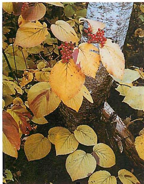 The unity is colored