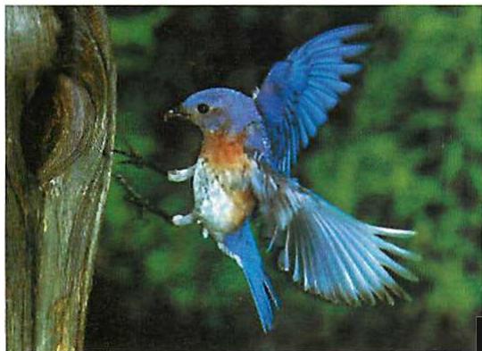 Eastern bluebird. Even here, with brilliant feathers that have their own shining blue pigment, color interaction (the support of the white and of the reddish brown) is used to make the blue shine still more vividly.