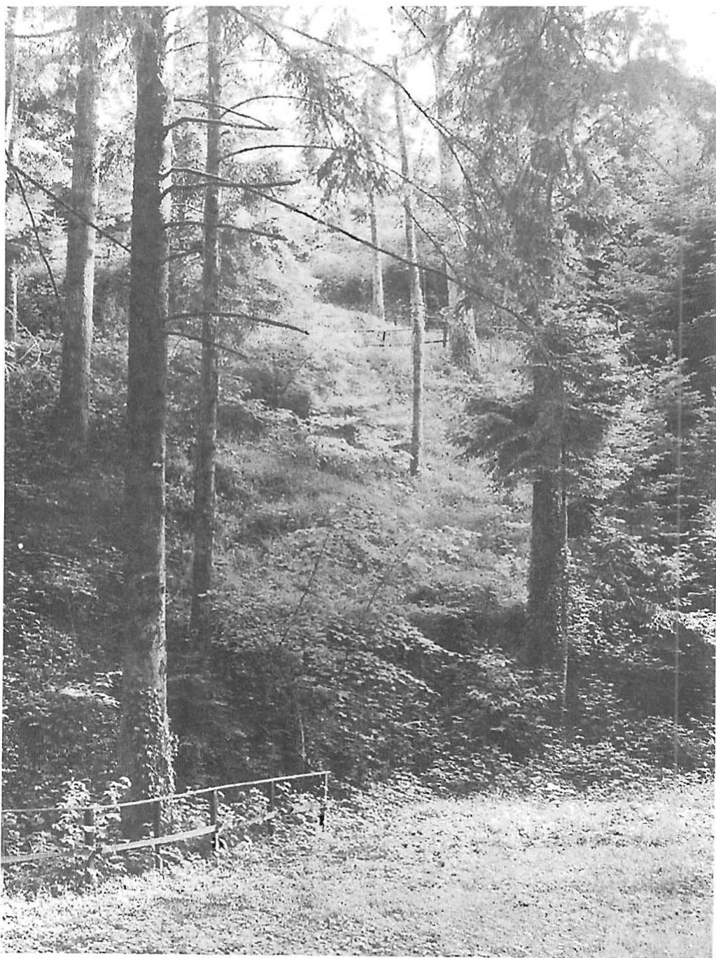 Pure inner light: Leaves in the forest