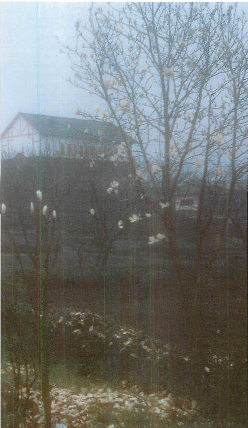 Spring blossoms on the Eishin campus